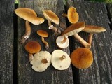 Gyroporus castaneus image
