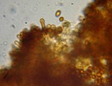 Gymnopilus flavidellus image