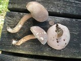 Tylopilus rubrobrunneus image