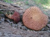 Suillus spraguei image
