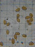 Gymnopilus flavidellus image