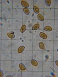 Gymnopilus flavidellus image