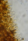 Gymnopilus flavidellus image