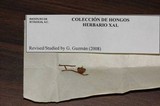 Psilocybe subfimetaria image