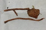 Psilocybe subfimetaria image