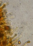 Gymnopilus flavidellus image