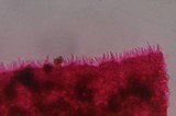 Psilocybe subfimetaria image