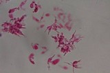 Psilocybe subfimetaria image