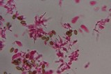 Psilocybe subfimetaria image