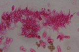 Psilocybe subfimetaria image