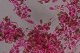 Psilocybe subfimetaria image