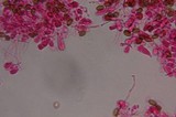 Psilocybe subfimetaria image