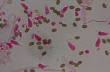 Psilocybe subfimetaria image
