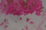 Psilocybe subfimetaria image