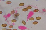 Psilocybe subfimetaria image