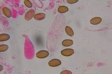 Psilocybe subfimetaria image