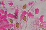 Psilocybe subfimetaria image