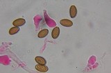 Psilocybe subfimetaria image