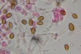 Psilocybe stuntzii image