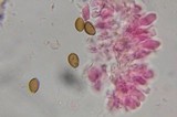 Psilocybe stuntzii image