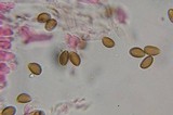 Psilocybe stuntzii image