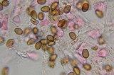 Psilocybe stuntzii image