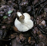 Russula ochroleuca image