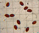 Gymnopilus flavidellus image
