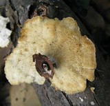 Poronidulus conchifer image