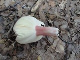 Russula mariae image