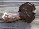 Gyromitra infula image