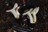 Russula cremoricolor image