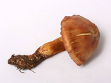 Cortinarius rubicundulus image