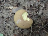 Boletinellus merulioides image
