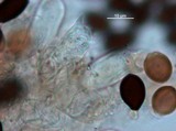 Panaeolus fimicola image