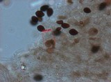 Panaeolus fimicola image