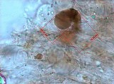 Panaeolus fimicola image