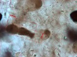Panaeolus fimicola image