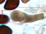 Panaeolus fimicola image