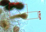Panaeolus fimicola image