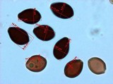 Panaeolus fimicola image