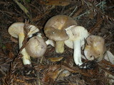 Lactarius californiensis image
