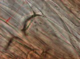 Panaeolus fimicola image