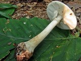 Amanita solaniolens image