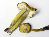 Hygrocybe virescens image