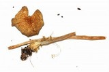 Psilocybe strictipes image