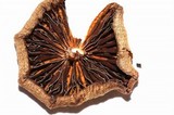 Psilocybe strictipes image