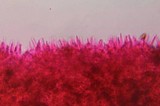 Psilocybe strictipes image