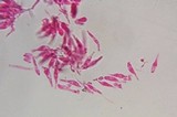 Psilocybe strictipes image