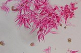Psilocybe strictipes image